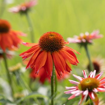 Echinacea Lakota Orange - Echinacée