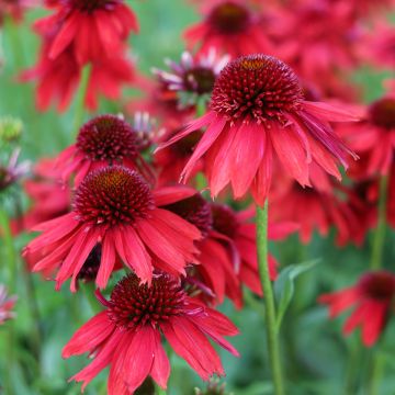 Echinacea Cheyenne Spirit - Echinacée