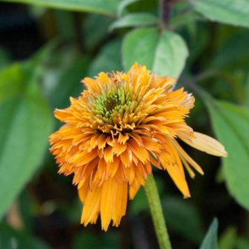 Echinacea Marmalade - Rudbeckia pourpre