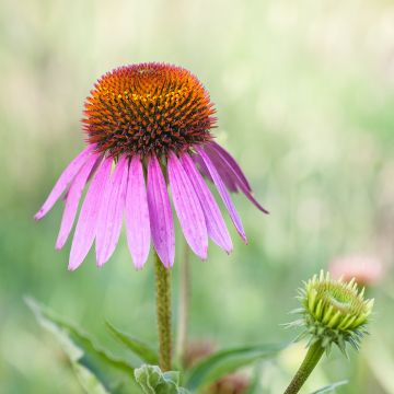 Echinacea Maxima - Rudbeckia pourpre