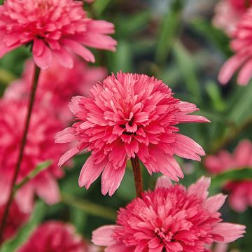 Echinacea Southern Belle - Rudbeckia pourpre