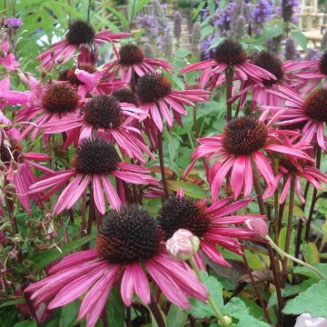 Echinacea purpurea Pica Bella - Echinacée