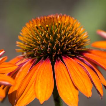 Echinacea Prima Ginger