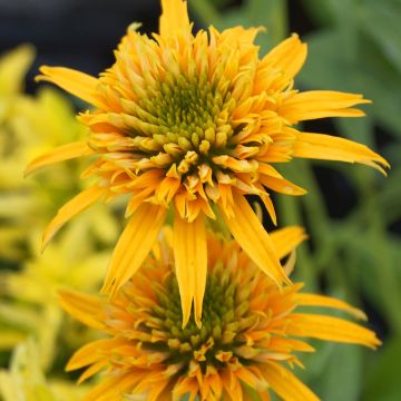 Echinacea Secret Glow - Rudbeckia pourpre