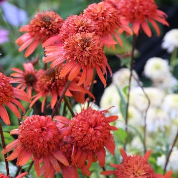 Echinacea Secret Lust - Rudbeckia pourpre