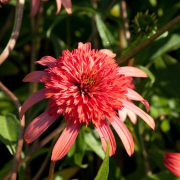Echinacea Secret Passion - Rudbeckia pourpre