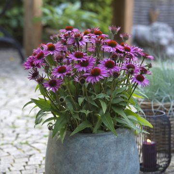 Echinacea Sun Magic Vintage Pink - Echinacée