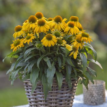 Echinacea Sun Magic Vintage Yellow - Echinacée