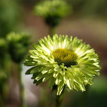 Echinacea SunSeekers Apple Green - Echinacée