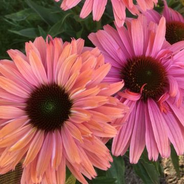 Echinacea SunSeekers Salmon - Echinacée