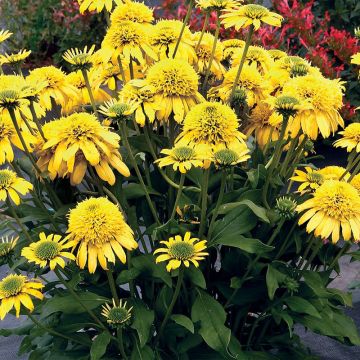 Echinacea Sunny Days Lemon - Echinacée