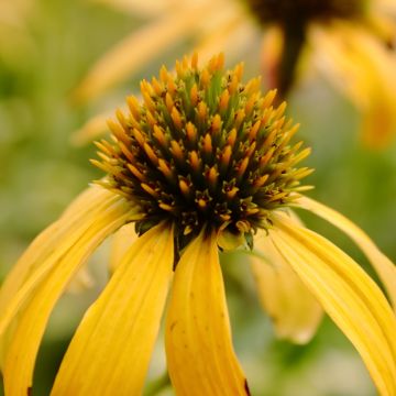 Echinacea Sunny Meadow Mama - Echinacée