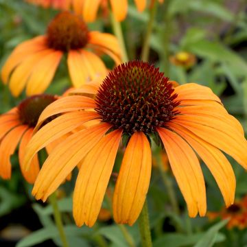 Echinacea Tangerine Dream - Rudbeckia pourpre