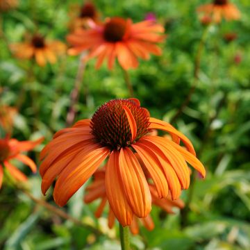 Rudbeckia ou Echinacea Tiki Torch - Rudbeckia pourpre