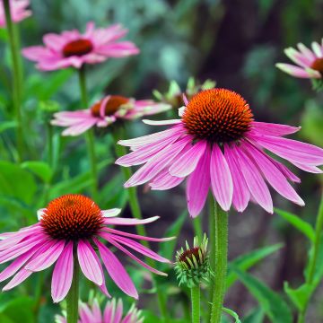 Echinacea angustifolia