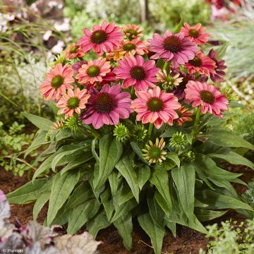 Echinacea Sunset - Rudbeckia hybride