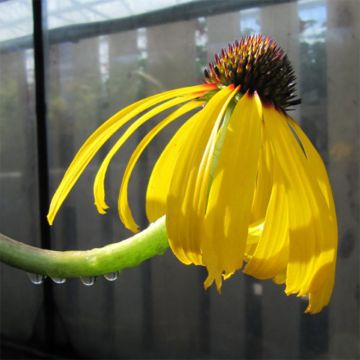 Echinacea paradoxa - Echinacée jaune