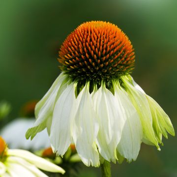 Graines d'Echinacea Alba - Rudbeckia