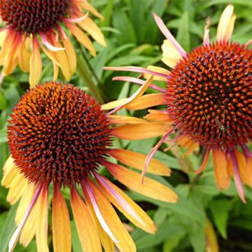 Echinacea purpurea Funky Yellow - Echinacée