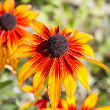 Echinacea purpurea Funky Yellow - Rudbeckia pourpre