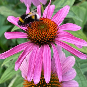 Echinacea purpurea Leuchtstern - Echinacée