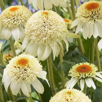 Echinacea purpurea Milkshake - Echinacée