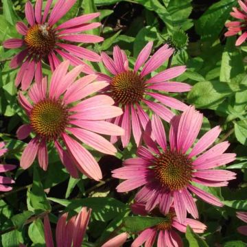 Echinacea ou Rudbeckia purpurea Summer Cocktail