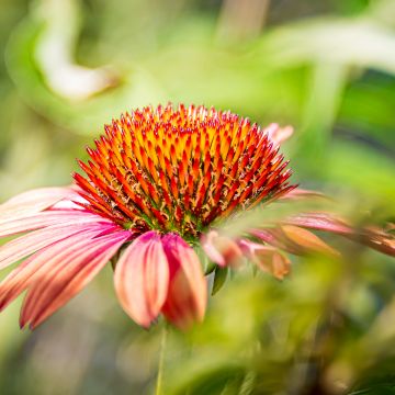 Rudbeckia ou Echinacea purpurea Sundown