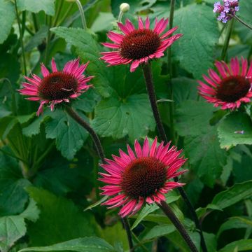 Rudbeckia ou Echinacea purpurea Vintage Wine - Rudbeckia pourpre