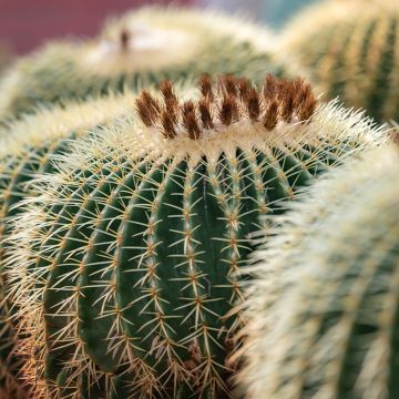 Echinopsis subdenudata