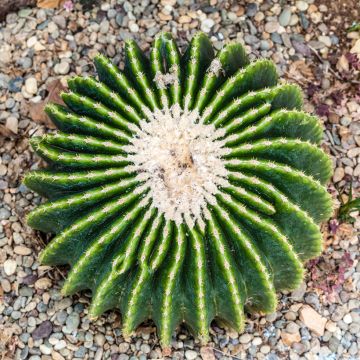 Echinopsis subdenudata