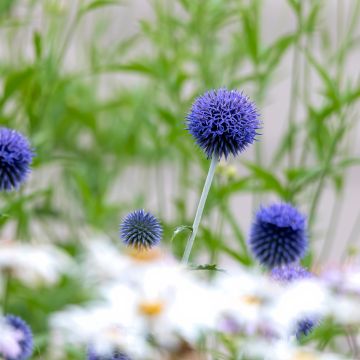 Echinops bannaticus Blue Globe - Boule azurée