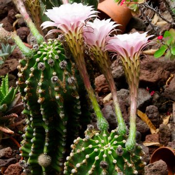 Echinopsis subdenudata