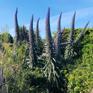 Echium Pininana (Vipérine des Canaries)