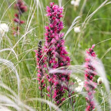 Echium russicum -  Vipérine de Russie