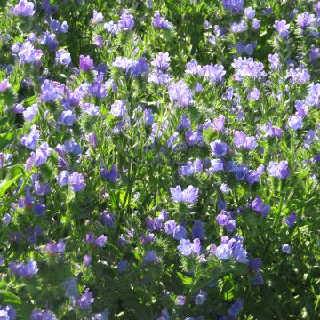 Graines d'Echium vulgare Blue Bedder - Vipérine