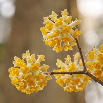 Edgeworthia chrysantha - Buisson à papier
