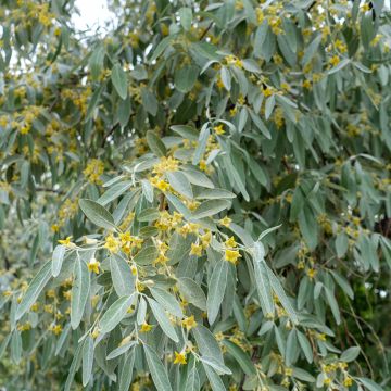 Elaeagnus angustifolia - Olivier de Bohême.