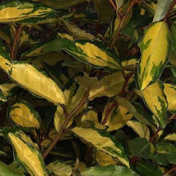 Elaeagnus ebbingei Eleador ® - Chalef de Ebbing panaché.