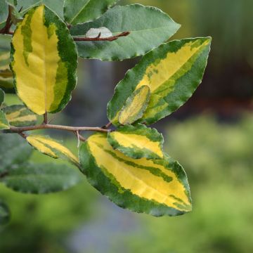 Elaeagnus ebbingei Eleador ® - Chalef de Ebbing panaché.