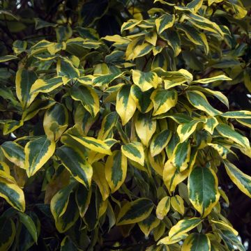 Elaeagnus ebb. Gilt Edge