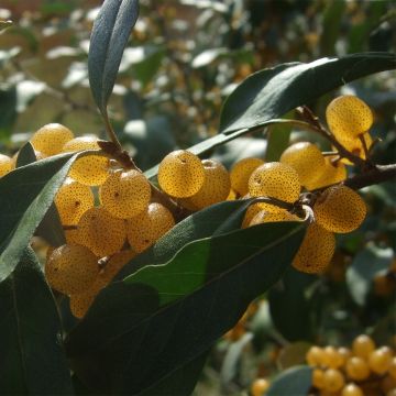 Elaeagnus umbellata Fortunella - Goumi du Japon