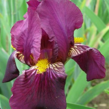 Iris germanica Red Orchid - Iris des Jardins
