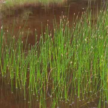 Eleocharis palustris - Scirpe des marais 