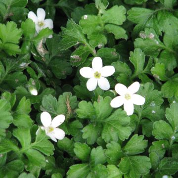 Ellisiophyllum pinnatum