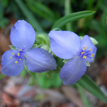 Ephémère de Virginie - Tradescantia andersonina Red Grappe