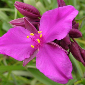 Ephémère de Virginie - Tradescantia andersonina Red Grappe
