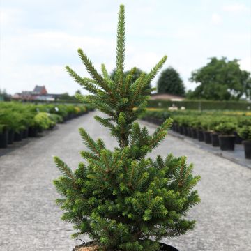 Picea abies Will's Zwerg - Épicéa commun