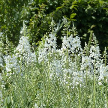 Epilobe blanche - Epilobium angustifolium album