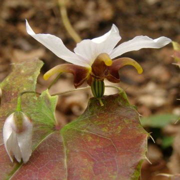 Epimedium Amanogawa, Fleur des elfes